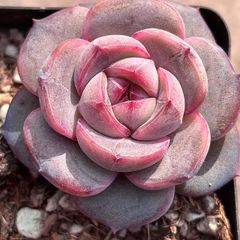 新入荷　入手困難品種　多肉植物　エケベリア　紫芋大福　4-5cm  抜き苗　1株