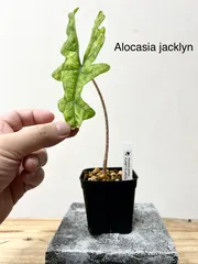 2024年最新】alocasia jacklynの人気アイテム - メルカリ