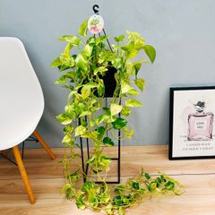 在庫］柱サボテン 鬼面角 ブランチ 8号 観葉植物 室内 棘無し