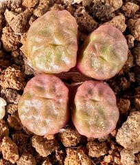 コノフィツム　Conophytum angelicae ssp. tetragonum PVB.9479 1.57㎝　4頭群生　抜き苗 多肉植物　メルカリ便