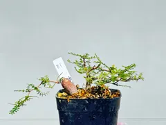 2025年最新】オペルクリカリア パワータンクの人気アイテム