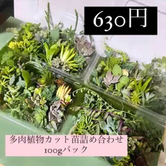 〜多肉植物カット苗詰め合わせ〜色々100グラムセット