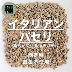 【種】イタリアンパセリ　農薬不使用　70粒