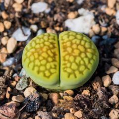 多肉植物　リトープス   黄巴里玉　大玉　1.7-2cm  抜き苗　１株
