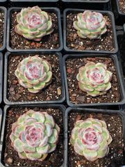 お取り置き専用　多肉植物　オルペット錦　他 22942_1.jpg