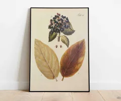 ♡130種♡フランスアンティーク植物標本ボタニカルブロカント