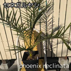 2025年最新】セネガルヤシの人気アイテム - メルカリ