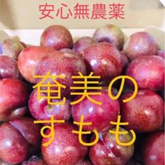 【クール便】奄美大島産　すもも　プラム　ガラリ