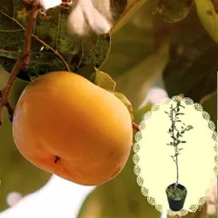 珍しい 黒柿 甘い 果樹苗木 鉢ごと発送