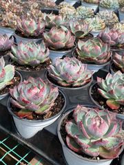 抜き苗 ケイコウセンシ MY70×15株 ふっくら 多肉植物 エケベリア サボテン 韓国苗 新入荷