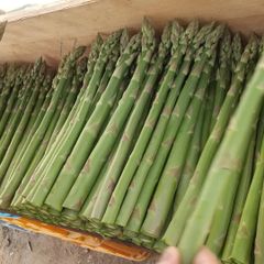 アスパラ 1kg 北海道産　各サイズ込 シーズン終盤！！クール便発送