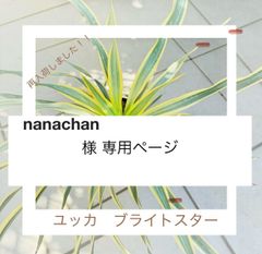 専用ページ　ユッカ ブライトスター　３苗セット （5号鉢） 希少　斑入り グロリオサ ドライガーデン