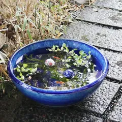 2024年最新】水鉢 ガラスの人気アイテム - メルカリ