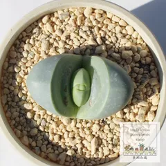 金鈴 1頭 アルギロデルマ Mサイズ5.5ｃｍポット 小～中型種 分球タイプ 多肉植物