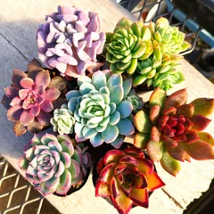 No.450 ❁ブラックローズ❁ 抜き苗 多肉植物 寄せ植え