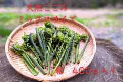天然！「こごみ」　ミックスサイズ