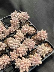 抜き苗 ピンクラバー MY25×40株 ふっくら 多肉植物 エケベリア サボテン 韓国苗 新入荷