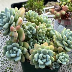 多肉植物 ☘️ ピンクラウル 大苗 超いっぱい 抜き苗