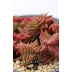 茜の塔 クラッスラ 2寸ポット 弁慶草科 多肉植物 根付苗 多肉激安 可愛い多肉植物