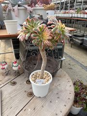 アエオニウム V錦 4.5号 トロピカルガーデン 多肉植物