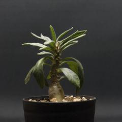 "Pachypodiumbispinosum" パキポディウム ビスピノーサム 管理2169
