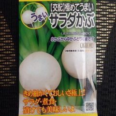 未開封＜野菜の種＞サラダかぶ　3ｍｌ　小かぶ～中かぶ