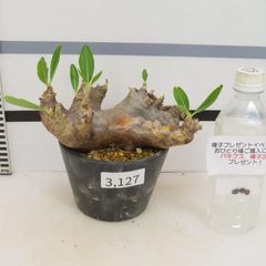 3127 「塊根植物」パキポディウム ブレビカリックス 植え【発根未確認・Pachypodium brevicalyx・購入でパキプス種子プレゼント】