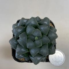 多肉植物　ハオルチア　紫オブツーサ(大)  抜き苗　根付き