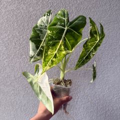 アロカシア・グリーンベルベット斑入り｜Alocasia greenvelvet 'Variegated' 現物株 77