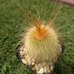 【KiKi様専用】サボテン　金晃丸＋牡丹玉