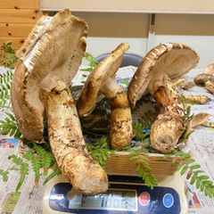 国産松茸！大きめサイズ3本で500g！ - メルカリ