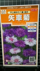矢車草 平山寒咲 八重 種 ３袋セット