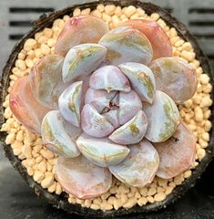 タイニーバーガー　エケベリア　韓国苗　多肉植物