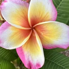 プルメリア Aztec Gold 挿し木（発根済み、越冬株）5号鉢 - メルカリ