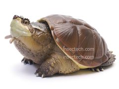【動物の惑星】チュウベイカミツキガメ フィギュア