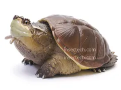 【動物の惑星】チュウベイカミツキガメ フィギュア