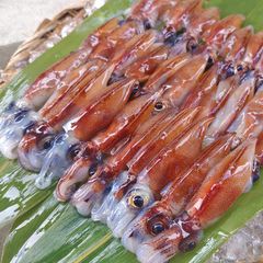生ホタルイカ(冷凍)2025年春獲れ新物(250g×3パック)山陰沖産(急速冷凍)ほたるいかイカ蛍烏賊hotaru250g3