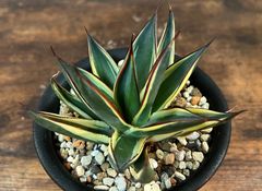 Agave Snow Glow/アガベ スノーグロー 美株 発根済み 送料込み ②