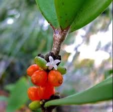 ★Hydnophytum formicarum★ハイドノフィタム　ファルミカラム★アカネ科★マレーシア原産　蟻の巣玉★5-18