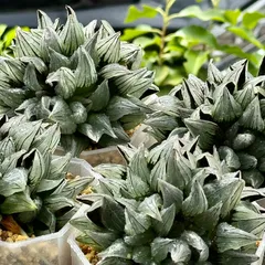 アトロフスカミュータント群生　巨大サイズ　ハオルチア　観葉植物　親株　10センチのサムネイル