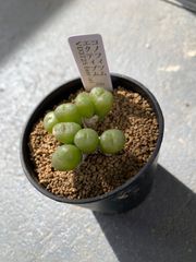 コノフィツム　エクティプム　多肉　多肉植物
