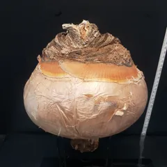 2025年最新】ハエマンソイデスの人気アイテム - メルカリ