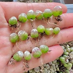 コノフィツム　フルゲリ 16株 小苗 多肉植物 メルカリ便 S122