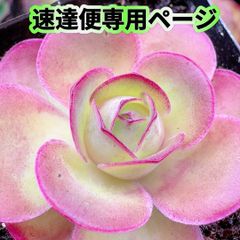 速達便専用ページ❣️