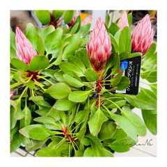プロテア：リトルプリンス 現品　花芽付き（4）5号鉢　 キングプロテア　希少　ドライフラワー　庭木　鉢植え　オージープランツ
