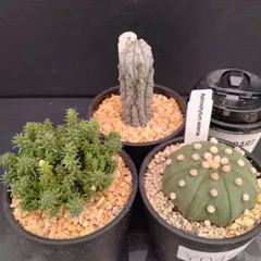 2025年最新】スーパー兜の人気アイテム - メルカリ