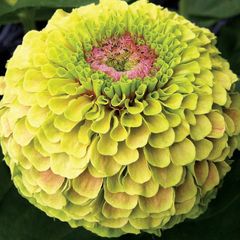 【花の種】ジニア　クイーンライムブロッチ　百日草　１５粒　中心にサーモンローズ