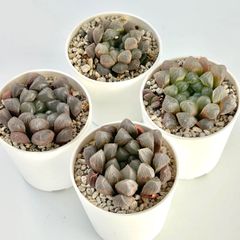 【多肉植物】ハオルチア4種セットB