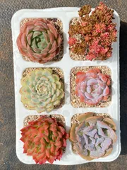 お纏め　多肉植物　覆輪❁︎ジョアンダニエル錦　カット お纏め 多肉植物 覆輪❁︎ジョアンダニエル錦 カット