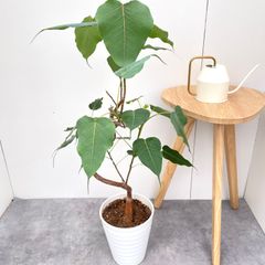 奄美ソテツ 蘇鉄【現品】観葉植物 ドライガーデン 大型 屋外